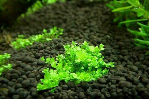 Dwarf Baby Tears Hemianthus Callitrichoides Potted Live Aquarium Plants Carpet