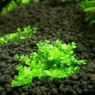 Dwarf Baby Tears Hemianthus Callitrichoides Potted Live Aquarium Plants Carpet