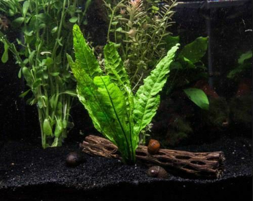 Long Java Fern Microsorum Pteropus Leaf Bundle Freshwater Live Aquarium Plants