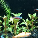 Alternanthera Bettzickiana Red Bunch Freshwater Live Aquarium Plant Decorations