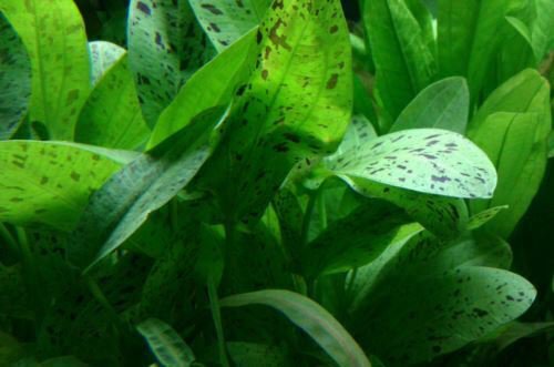 Echinodorus Ozelot Green Amazon sword Potted Freshwater Live Aquarium Plant Ada