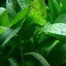 Echinodorus Ozelot Green Amazon sword Potted Freshwater Live Aquarium Plant Ada