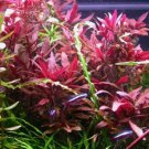 Alternanthera Reineckii Variegatus Pot Freshwater Live Aquarium Plant Beginner