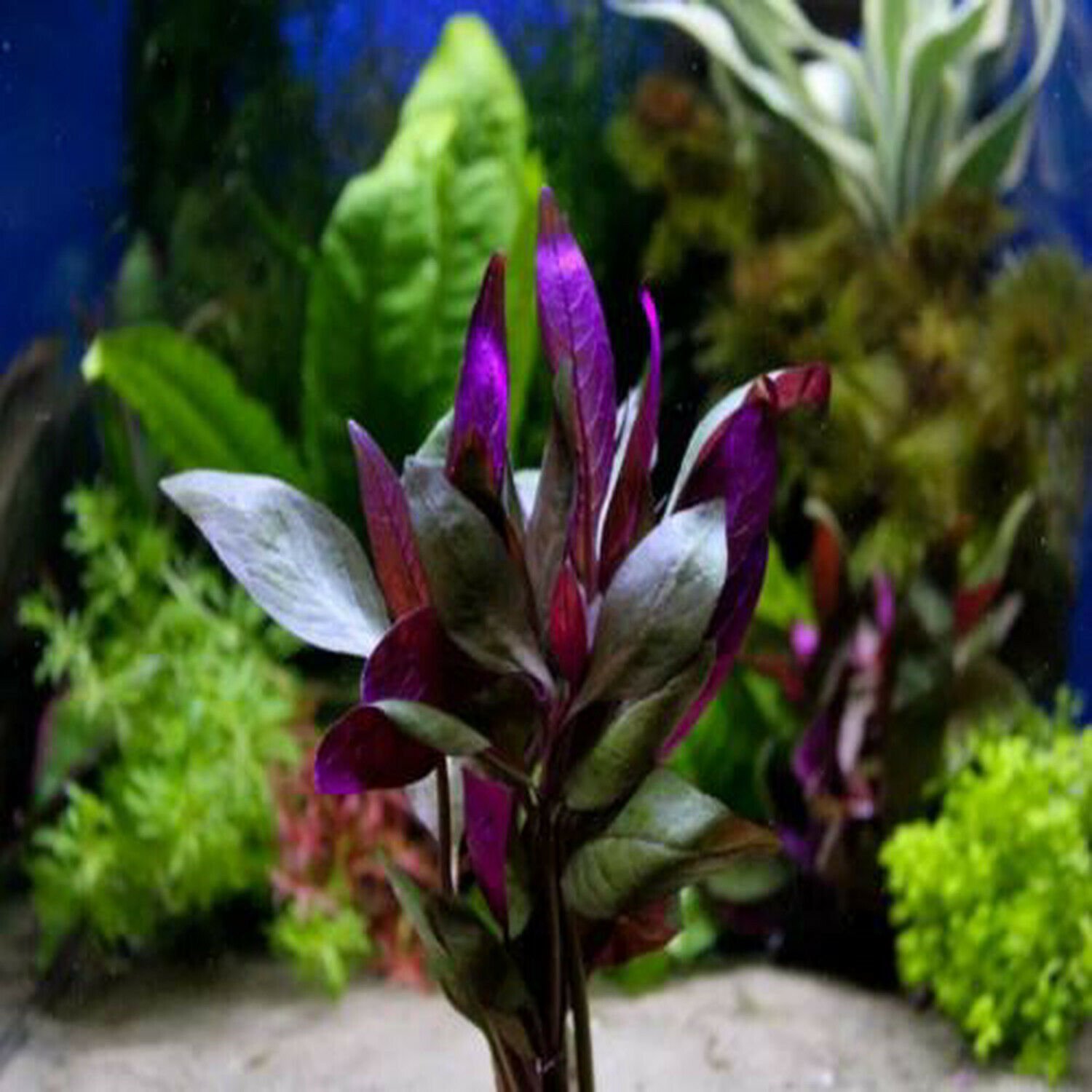Alternanthera Lilacina Potted Freshwater Live Aquarium Plant Decoration Red Stem
