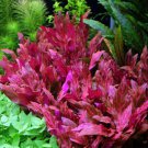Alternanthera Reineckii Rosanervig Red Pot Freshwater Live Aquarium Plant Stems