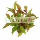 Alternanthera Reineckii Scarlet Temple Pot Red Live Aquarium Plant Decorations