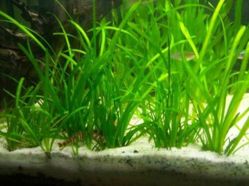 Dwarf Sagittaria Subulata Freshwater Live Aquarium Plant Decoration Carpet Easy