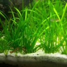 Dwarf Sagittaria Subulata Freshwater Live Aquarium Plant Decoration Carpet Easy