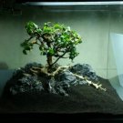 Anubias Nana Bonsai Potted Live Aquarium Plant Decorations Beginner easy barteri
