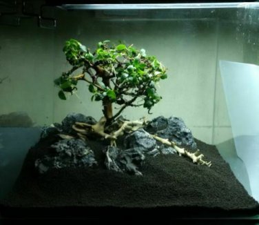Anubias Nana Bonsai Potted Live Aquarium Plant Decorations Beginner easy  barteri