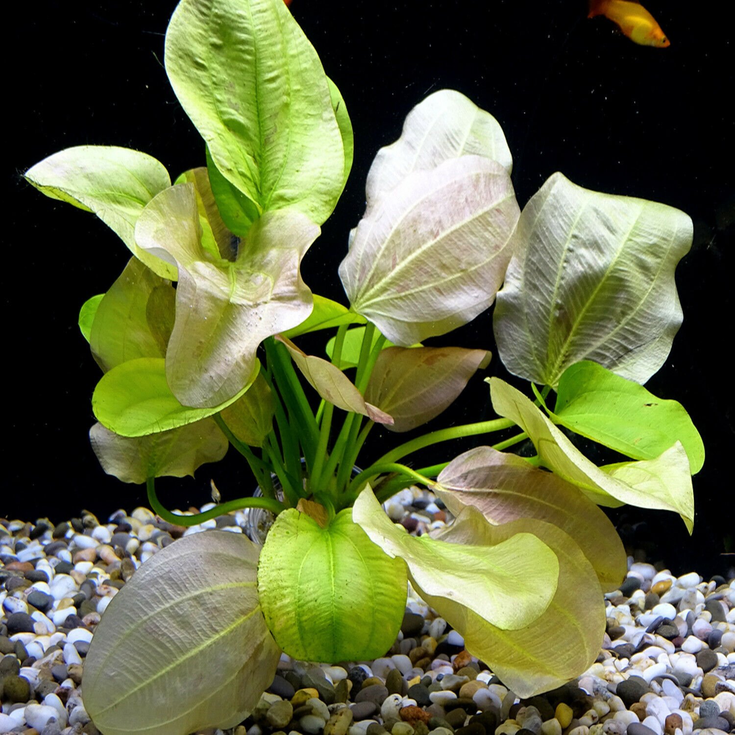 Echinodorus Yellow Flame Sun Pot Live Aquarium Plants Aquatic Amazon ...