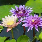 Water Lily Lotus Fertilizer Aquatic Tablet Tabs Water Plant Fertilizer Food Pond