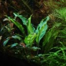 Piptospatha Ridleyi Tissue Culture Freshwater Live Aquarium Plants Fresh Aquatic