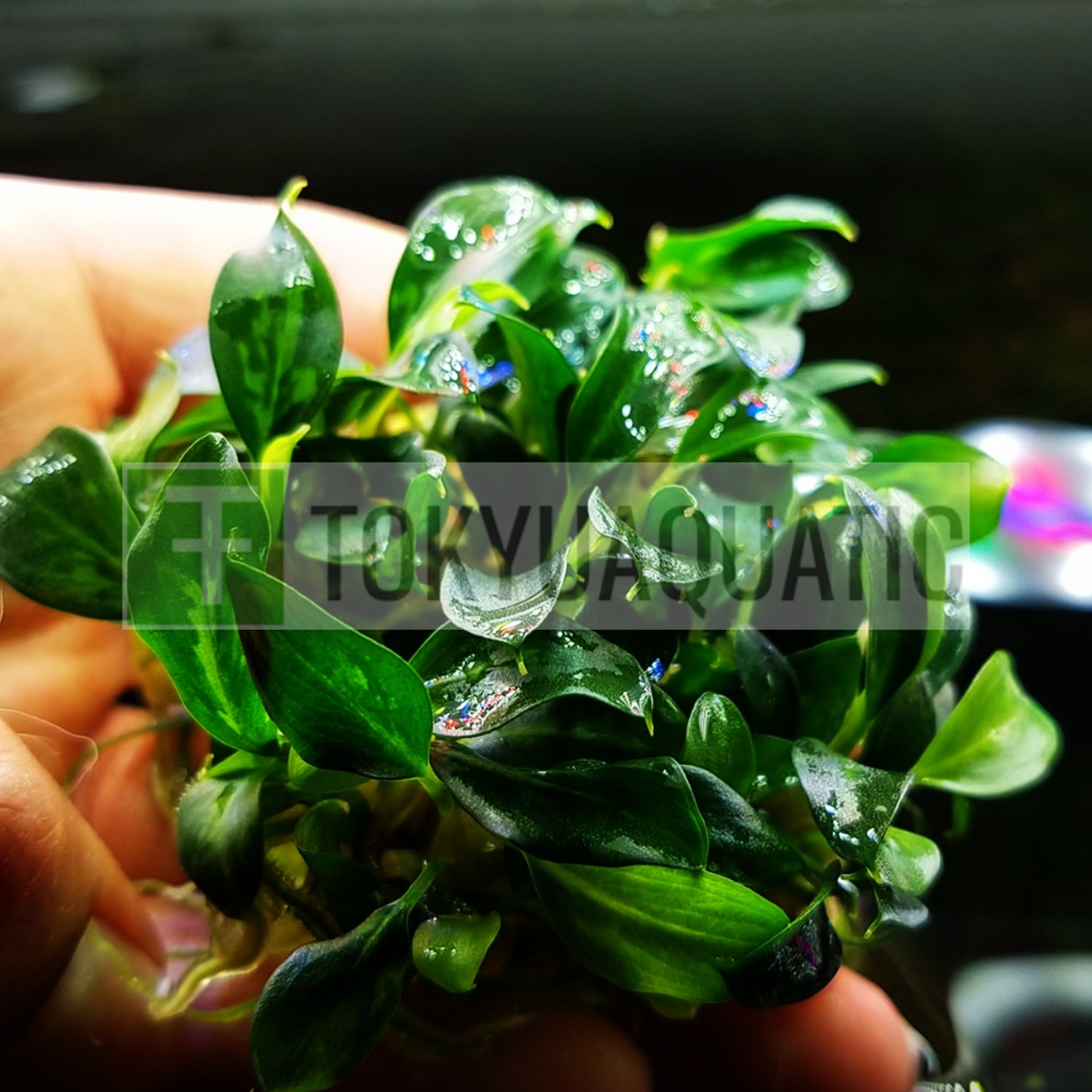 Piptospatha Ridleyi Pot Freshwater Live Aquarium Plant Beginner Rare Fish Tank