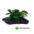 Anubias Nana on Driftwood 4 Inch Freshwater Live Aquarium Plant Decorations Tank