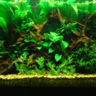 Echinodorus Argentinensis Bunch Amazon Sword Freshwater Live Aquarium Plant Rare