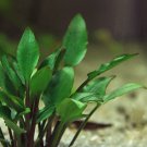 Cryptocoryne Lutea Tissue Culture Crypt Freshwater Live Aquarium Plant Green Ada