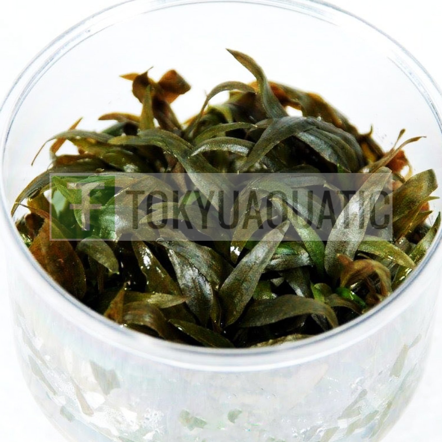 Cryptocoryne Tropica Tissue Culture Cup Crypt Freshwater Live Aquarium Plant Ada