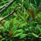 Cryptocoryne Petchii Tissue Culture Freshwater Live Aquarium Plant Beckettii Ada