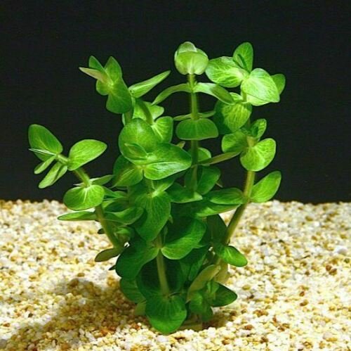 Bacopa Lanigera Freshwater Live Aquarium Tropical Plant Decorations Tank Fish