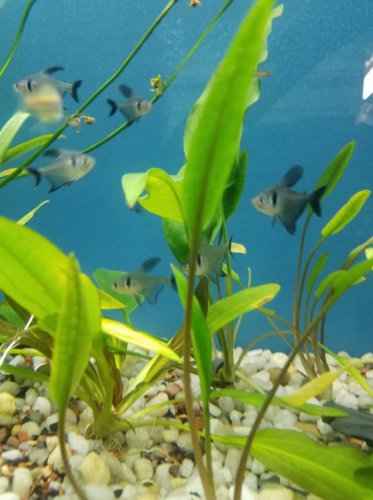 Cryptocoryne Lucens Bunch Crypt Freshwater Live Aquarium Plant Tropica Wendtii