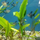 Cryptocoryne Lucens Bunch Crypt Freshwater Live Aquarium Plant Tropica Wendtii