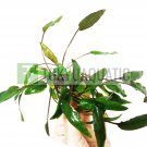 Cryptocoryne Mioya Bunch Freshwater Live Aquarium Plant Brown Crypt Tropica Ada