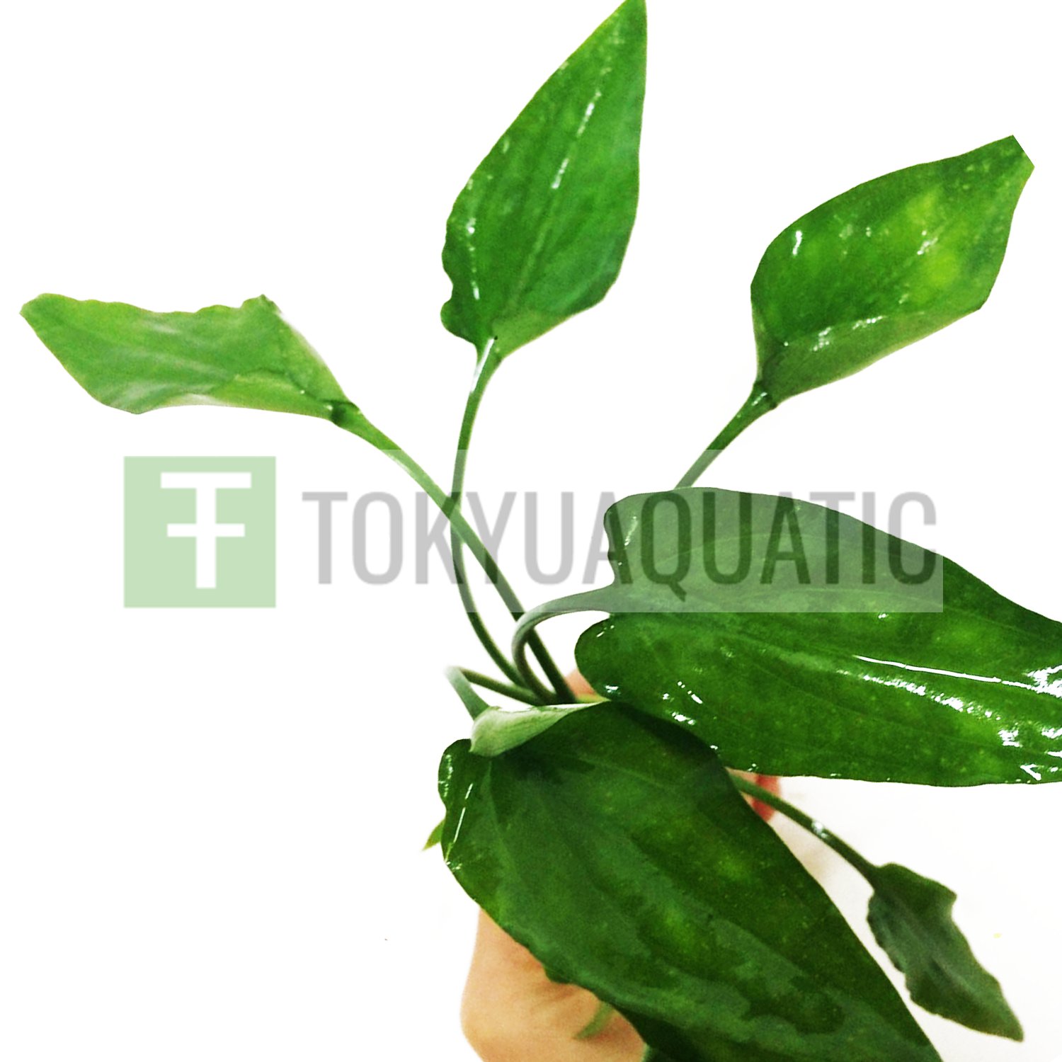 Cryptocoryne Pontederiifolia Bunch Heart Leaf Live Aquarium Crypt Green Stems