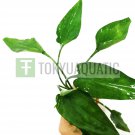 Cryptocoryne Pontederiifolia Bunch Heart Leaf Live Aquarium Crypt Green Stems