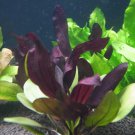 Echinodorus Aflame Purple Knight Amazon Sword Freshwater Live Aquarium Plants
