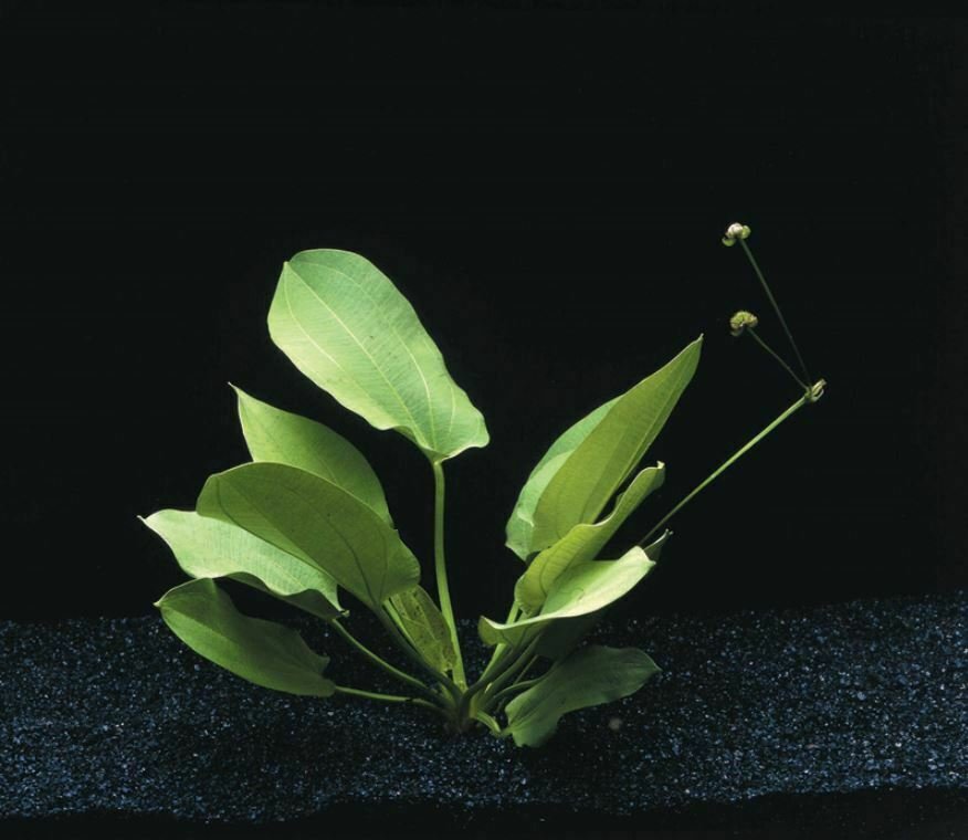 Echinodorus Schlueteri Bundle Freshwater Live Aquarium Plants Decorations Tank