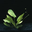 Echinodorus Schlueteri Bundle Freshwater Live Aquarium Plants Decorations Tank
