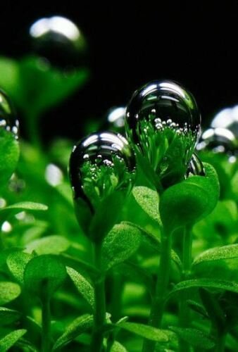 Glossostigma Elatinoides bundle Freshwater Live Aquarium Plants Decorations Fish