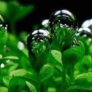 Glossostigma Elatinoides bundle Freshwater Live Aquarium Plants Decorations Fish