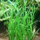 Isoetes Vetata Varsicula Bunch Quillwort Freshwater Plant Live Aquarium Plants