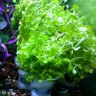 Lindernia Rotundifolia Bundle Live Aquarium Plant Stem Freshwater Decorations