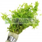 Micranthemum Micranthemoides Bunch Pearl Weed Live Aquarium Plant Baby Tears Ada