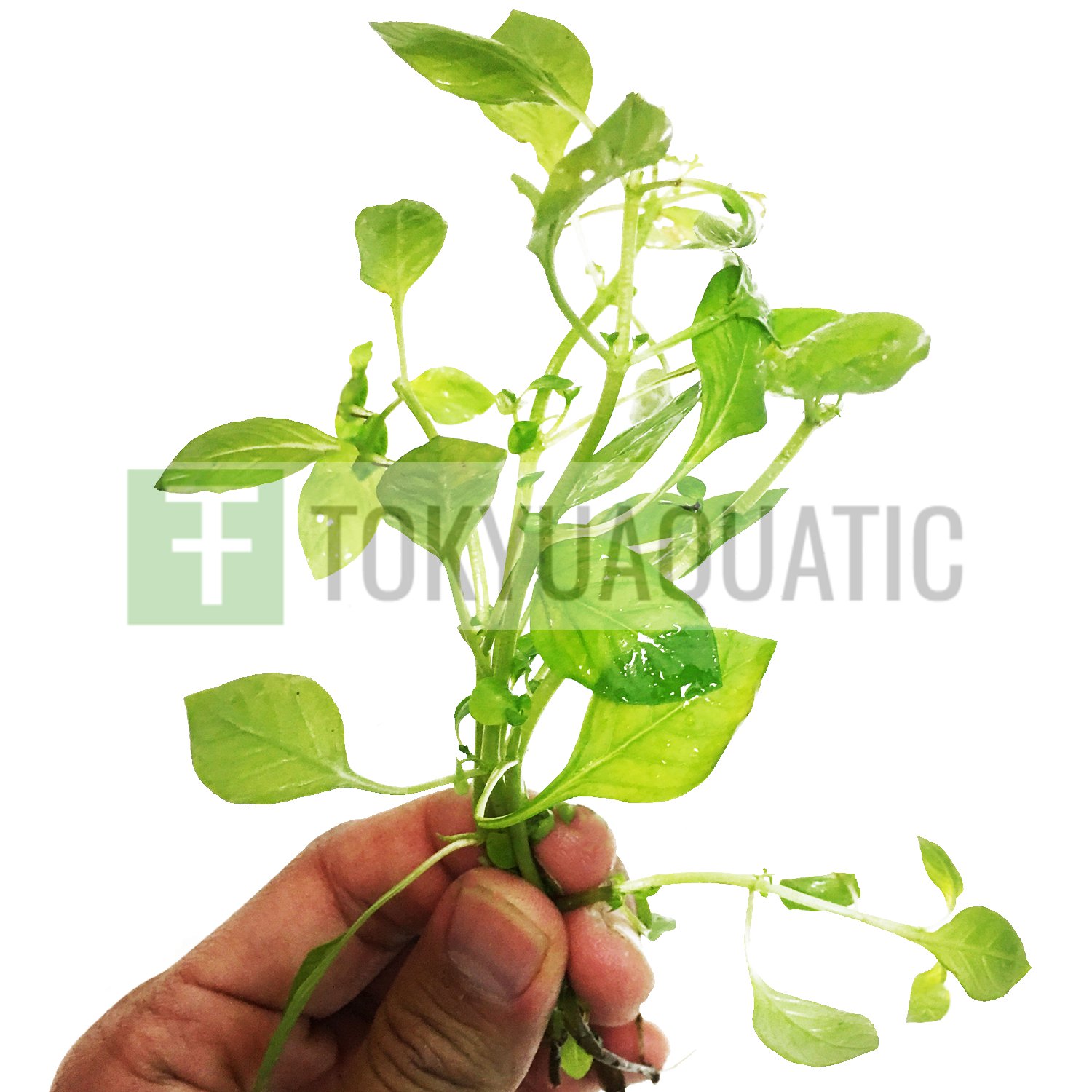 Ludwigia Palustris Green Bunch Freshwater Live Aquarium Plant Repens Fish Tank