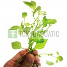 Ludwigia Palustris Green Bunch Freshwater Live Aquarium Plant Repens Fish Tank