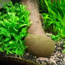 Microsorum Windelov Bunch Freshwater Live Aquarium Plant Decorations Tank Easy