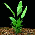 Spathiphyllum Wallisii Peace Lily Freshwater Live Aquarium Plants Decorations