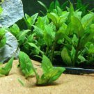 Staurogyne Repens Porto Velho Bundle Freshwater Live Aquarium Plant Decorations