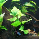 ​Anubias Hastifolia Mother Pot Freshwater Live Aquarium Plant Decorations Tank