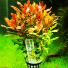 Ammania Gracilis Potted Freshwater Live Aquarium Tropical Plant Decorations Tank
