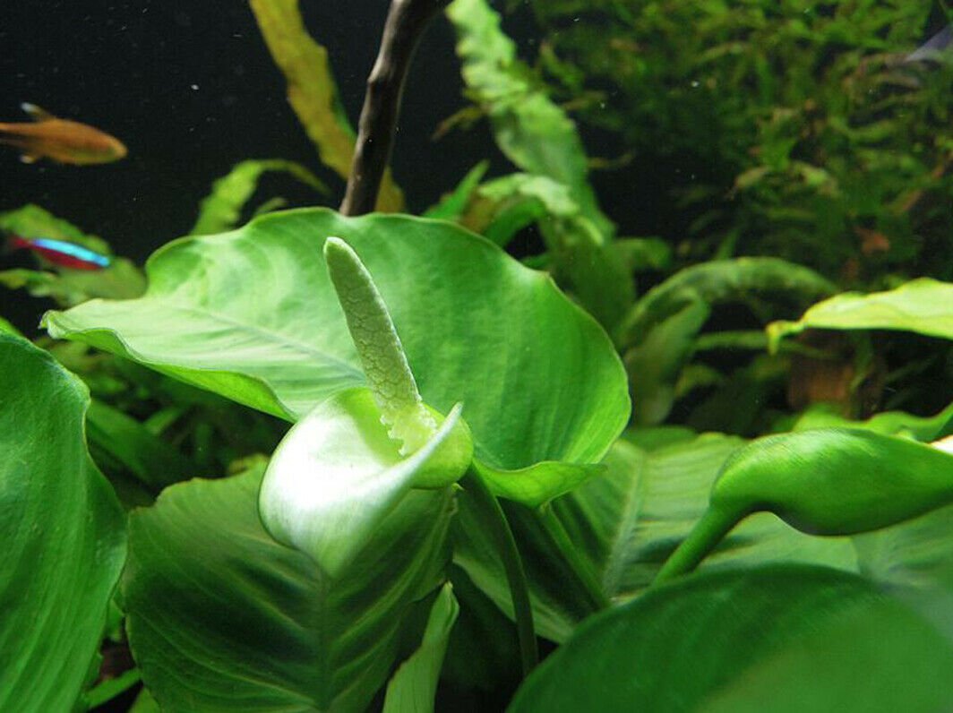 Anubias Barteri Striped Potted Freshwater Aquarium Easy Plant Decorations Tank