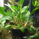 Anubias Congensis Mini Potted Live Aquarium Plant Decorations Rooted Beginner