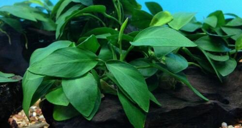 Anubias nana Wrinkle Leave Potted Freshwater Aquarium Live Plant