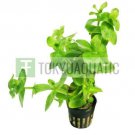 Bacopa Lanigera Potted Freshwater Live Aquarium Plant Decorations Background Ada