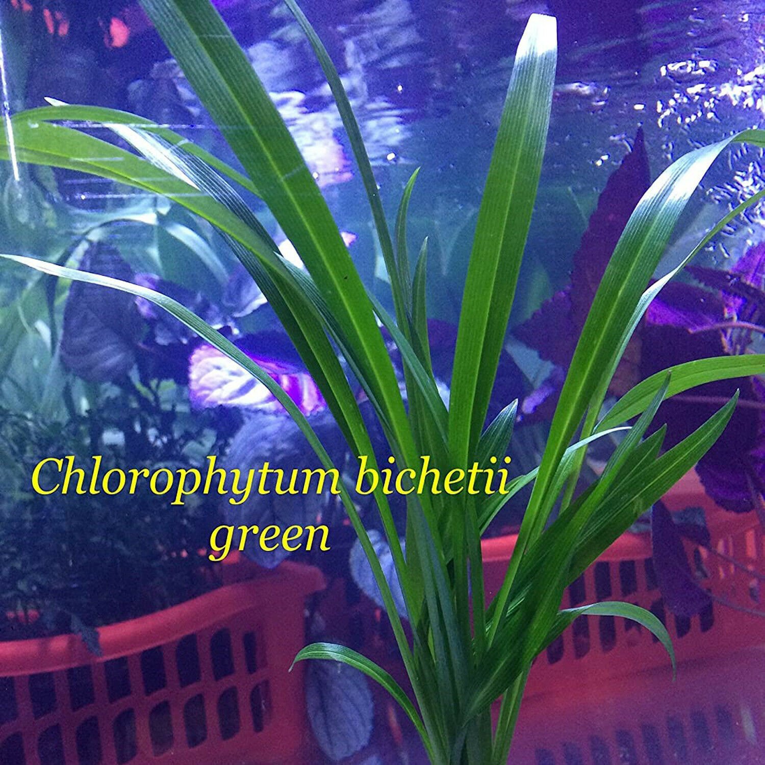 Chlorophytum Bichetii Green Potted Freshwater Live Aquarium Plant Decorations