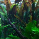 Cryptocoryne Usteriana Green Pot Freshwater Live Aquarium Plant Java Fern Moss